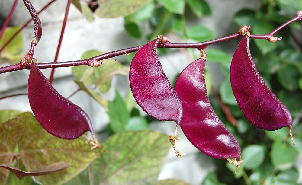 Purple Hyacinth Bean Seeds – 10 Seeds – Grow Red Leafed Beans – Dolichos Lablab