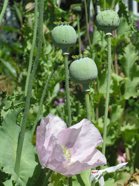Single Bloom Type Mix Papaver S. Poppy – All Colors – 5000 Seeds *PoppyQueen👑