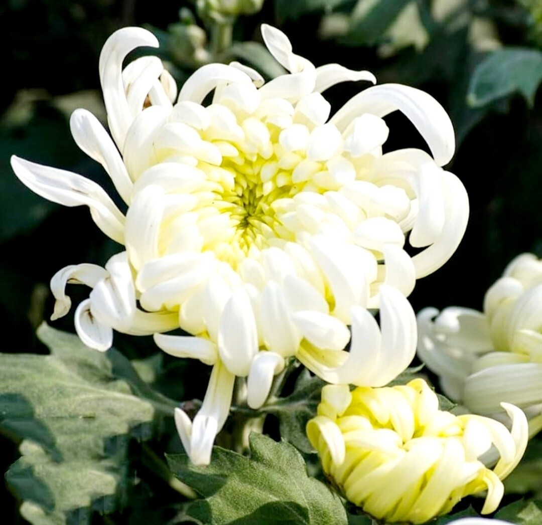 120 Chrysanthemum Seeds White Flower Authentic Chinese Spider Edible-Tea