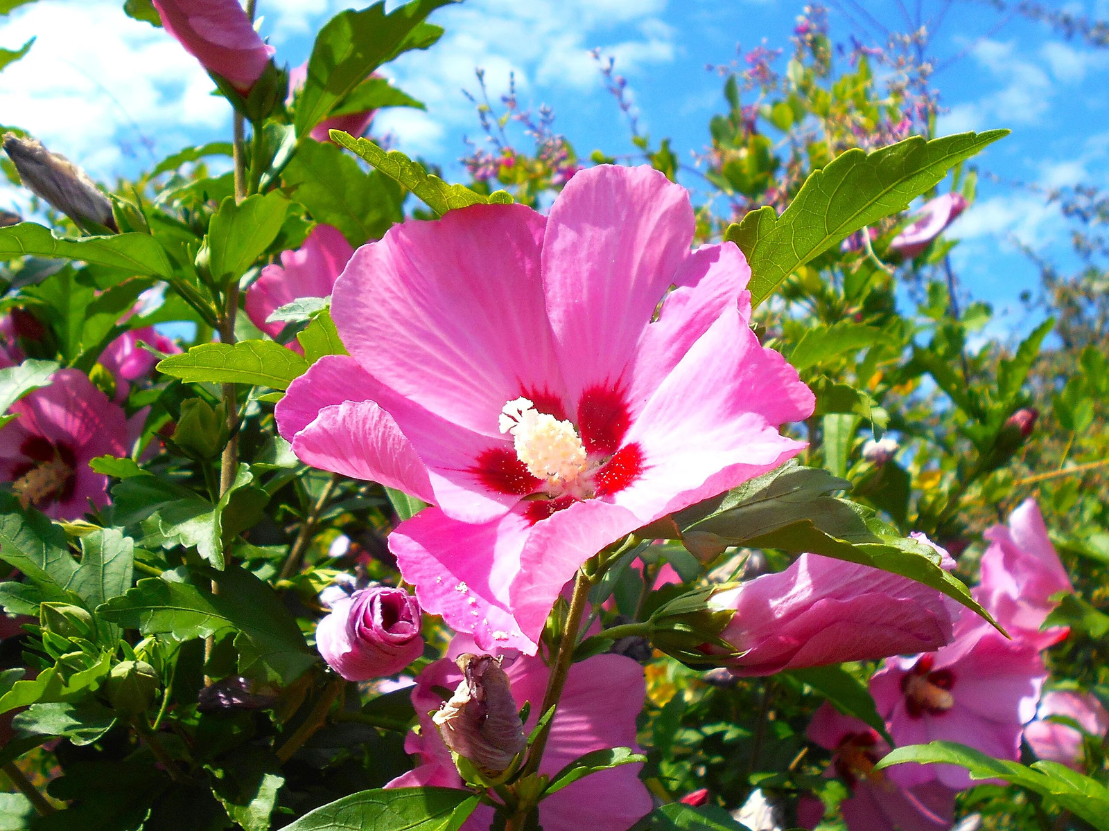 Rose of Sharon Seeds – For 2026 Planting Hibiscus Syriacus Perennial Shrub