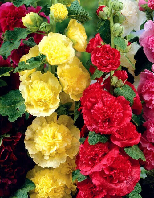 Alcea rosea, ‘Chater’s Double Mix’ Hollyhock 25 seed