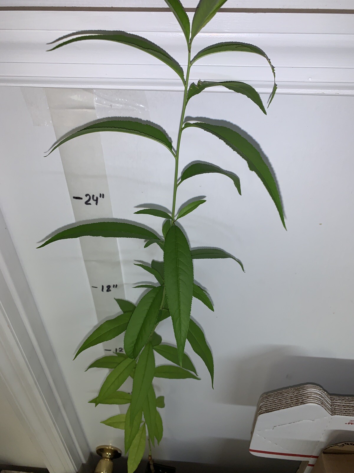 Prunus persica Nemaguard (Peach seedling) live 1-2 y.o. plant