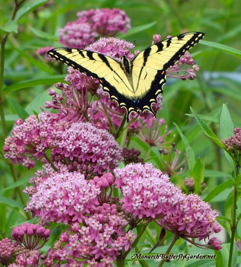 Pink Swamp Milkweed Seeds. Asclepias incarnata Free Shipping!