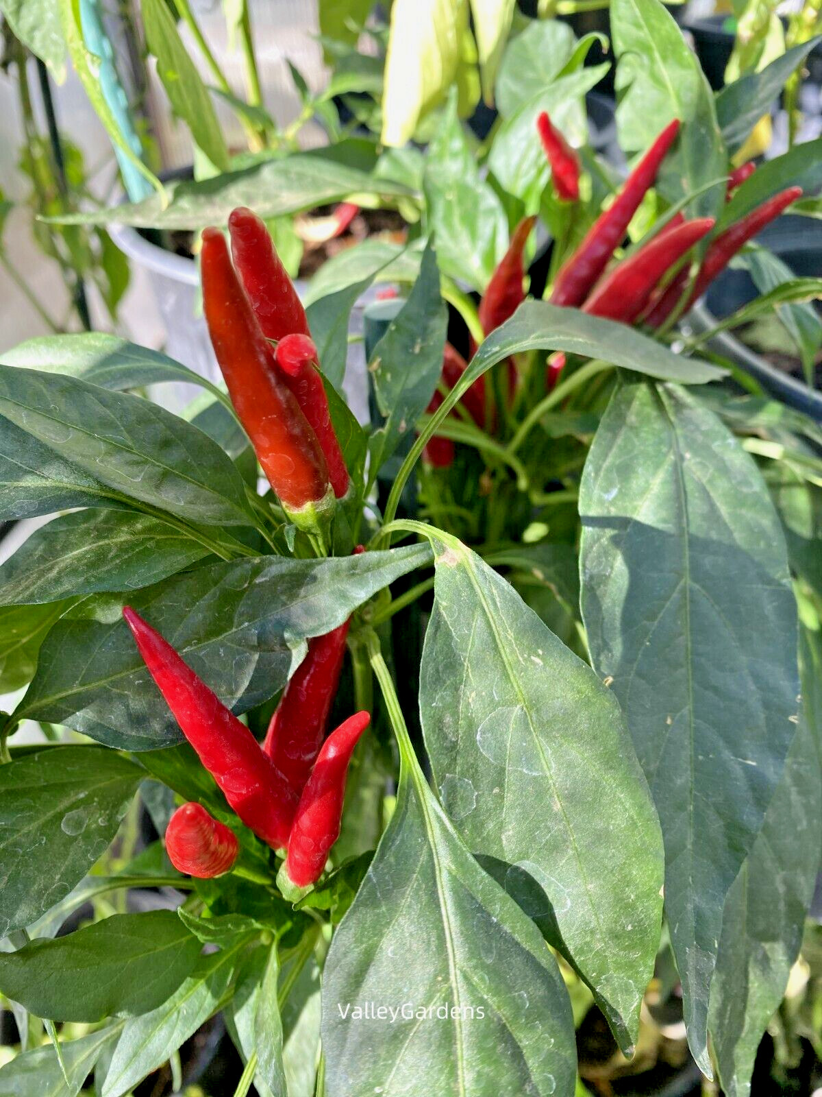 🌱 Heirloom Xiaomi/ Xiao Mi La Hot Chili Pepper 20 Seeds