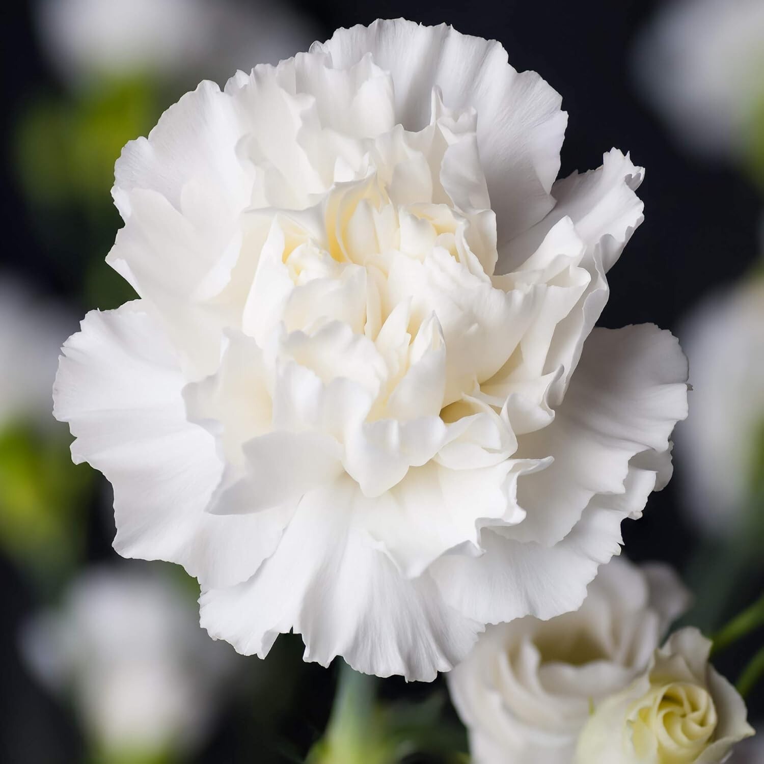 GMO-Free White Carnation Seeds – Easy to Grow, Attracts Pollinators, 1000 Pcs