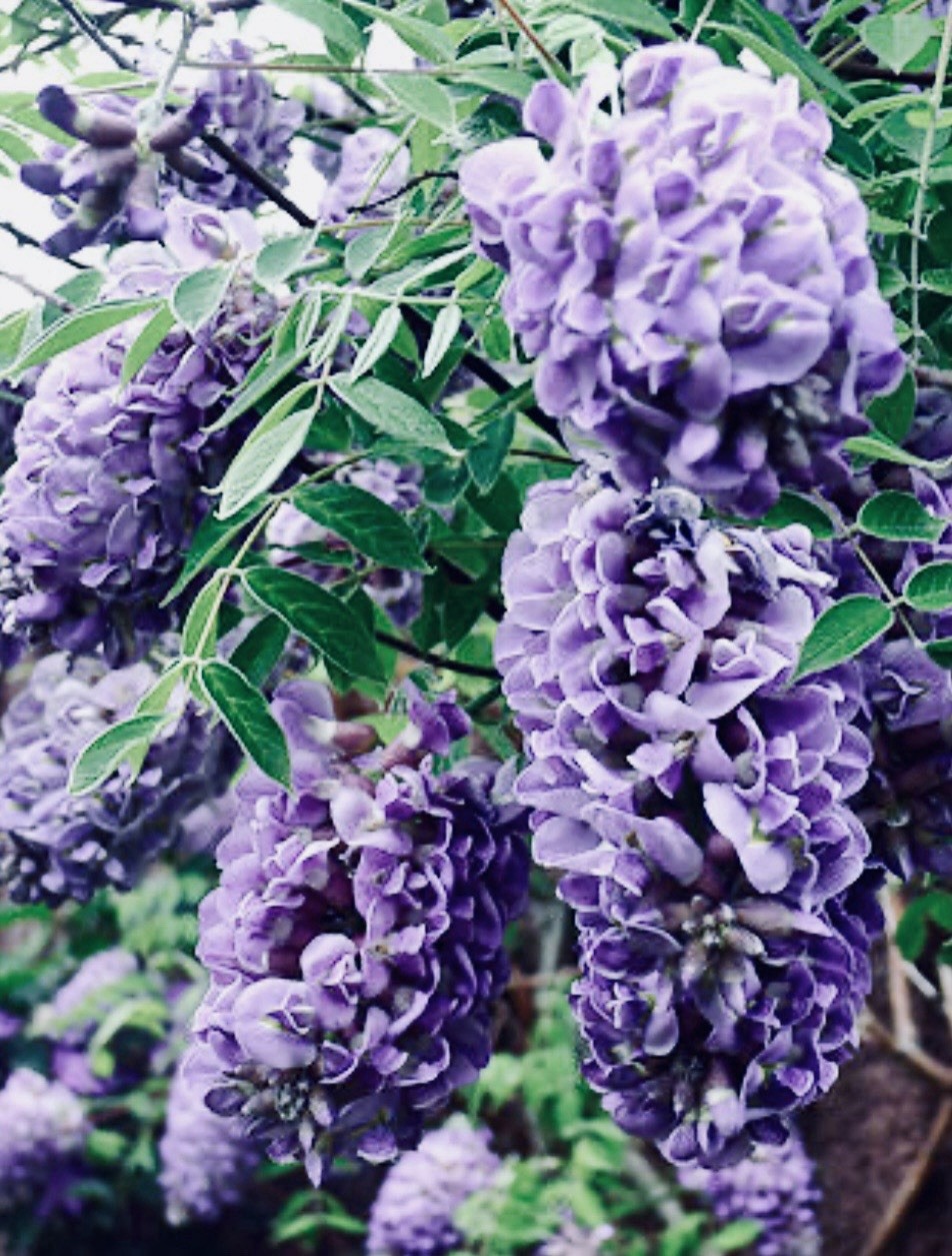 8 Unrooted Kentucky Blue Moon Wisteria Cuttings for ReRooting Do Your Own Bonsai