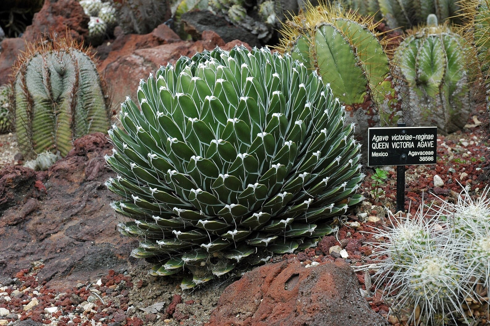 Agave reginae aka Queen Victoria agave 5 Seeds Free Shipping!