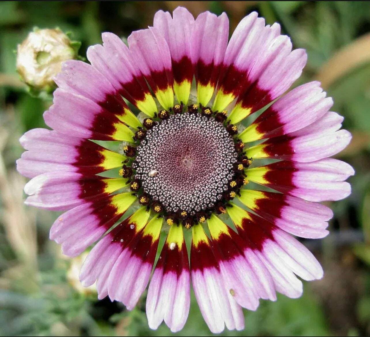 100+ Painted Mix Daisy Seeds | Colorful Rings Rainbow Paper Wild Flower Seed 20