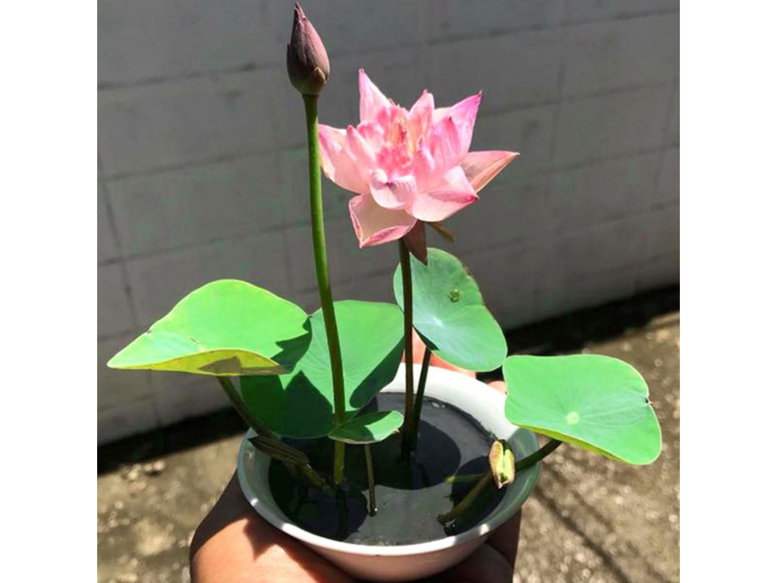 5 Rare Seeds| Mix Colour Mini Lotus Seeds- Indian Lotus (Nelumbo nucifera) Seeds