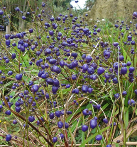 Dianella nigra New Zealand Blueberry 10 seeds