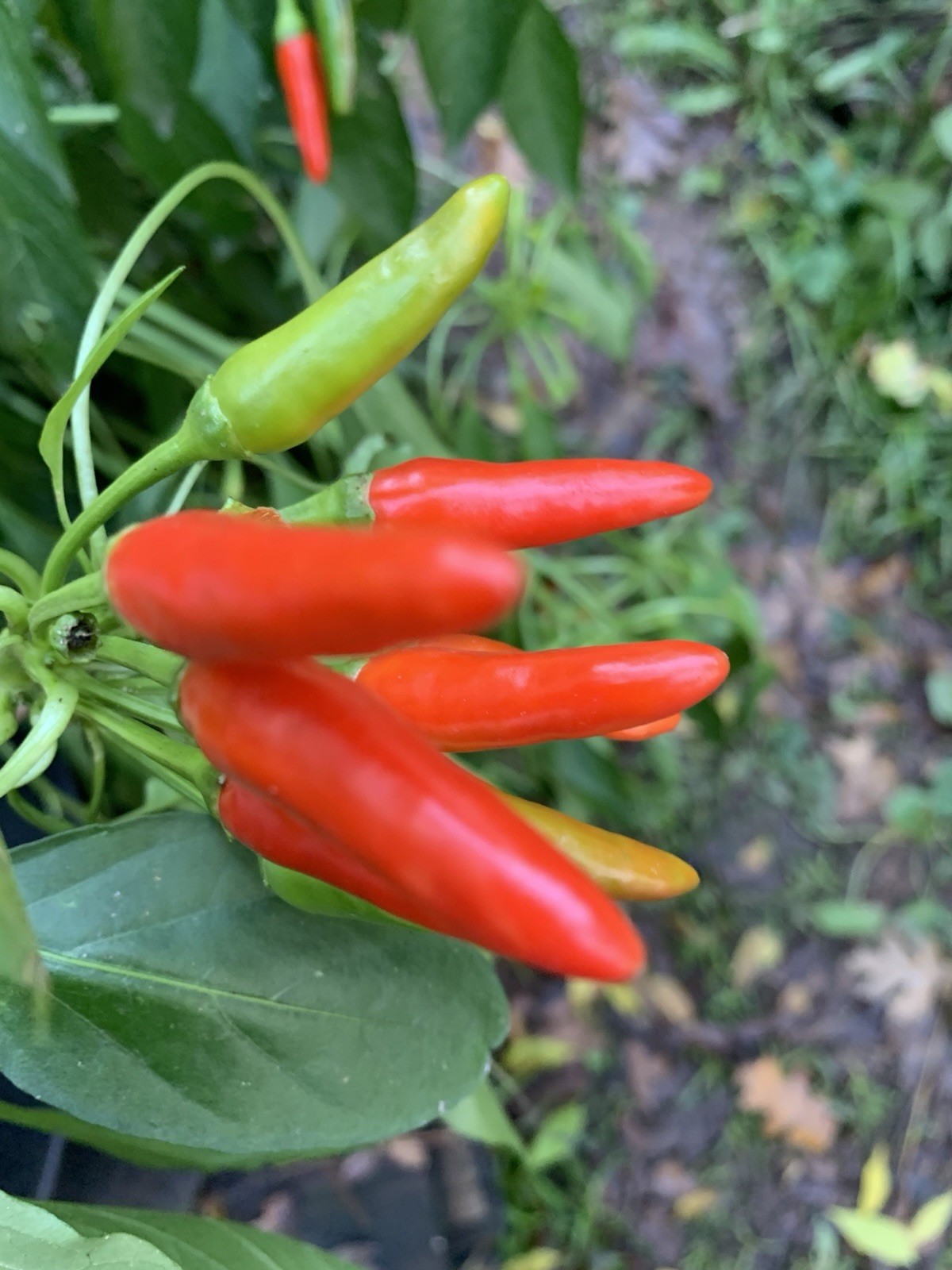 25+ Calibrian Pepper Seeds ! USA Grown 🇺🇸 100% Organic!