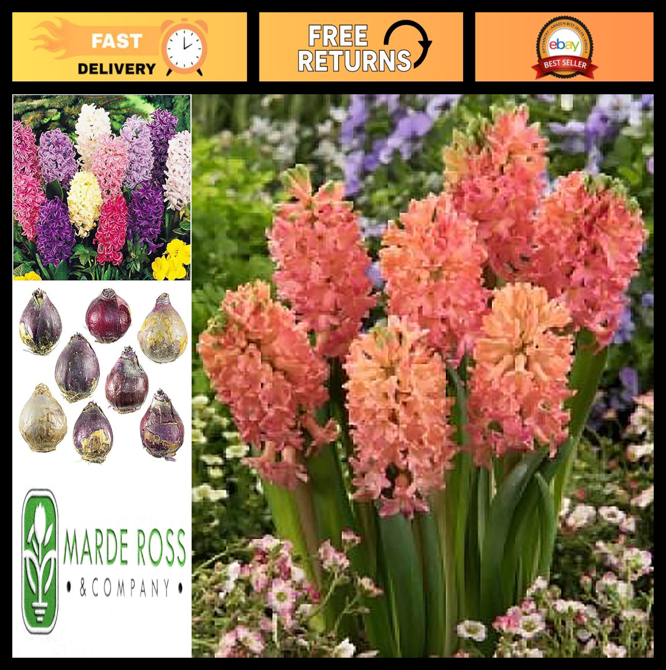 10 Hyacinth Bulbs – Sweet Fragrant Flowering Bulbs for Spring Gardens