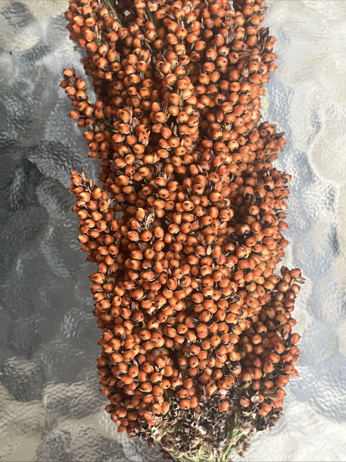 Sweet Sugar Drip Sorghum Seeds – 800-1000 seeds