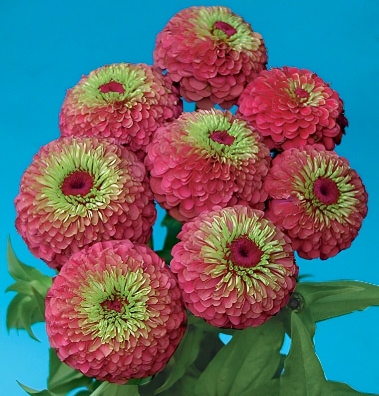 Zinnia Queen Red Lime Nice Garden Flower By Seed Kingdom 25 Seeds