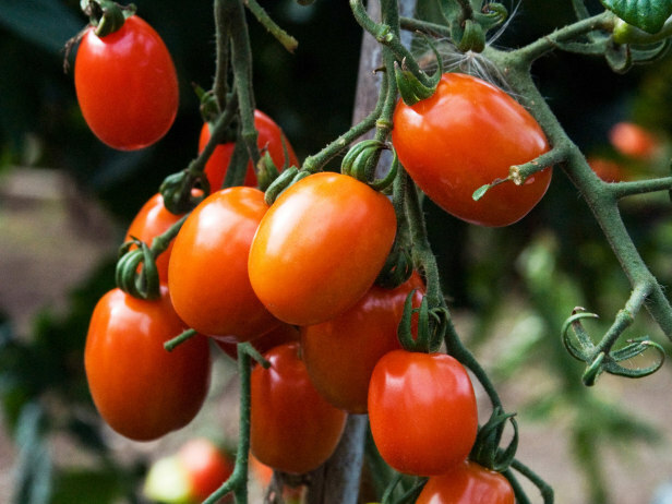 Emergency Survival Seeds 25 Variety Tomato Seed Cache Cherry, Beefsteak and Roma