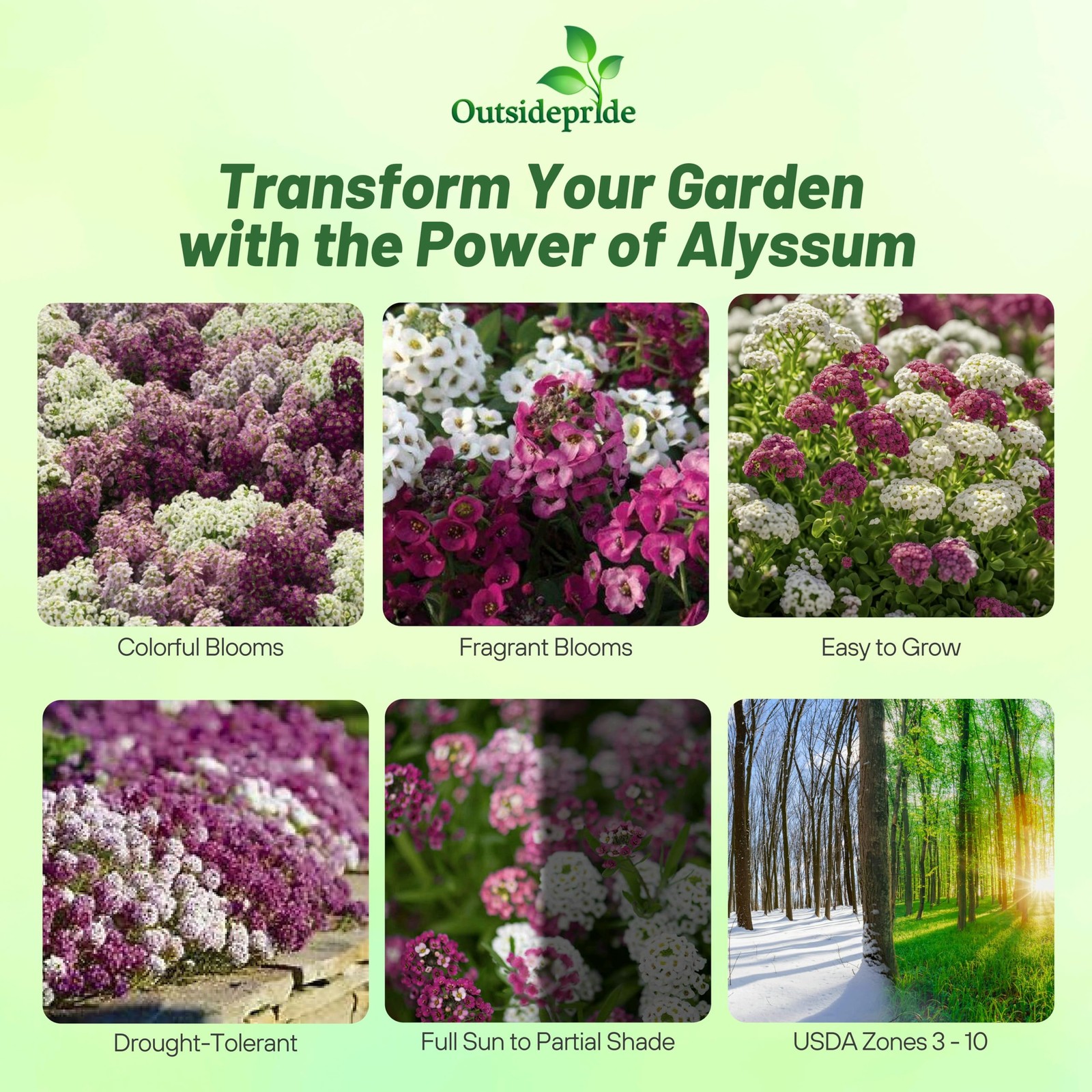 Wonderland Mulberry Mix Alyssum Seeds – 1000 Pcs Annual, Drought-Tolerant & E…