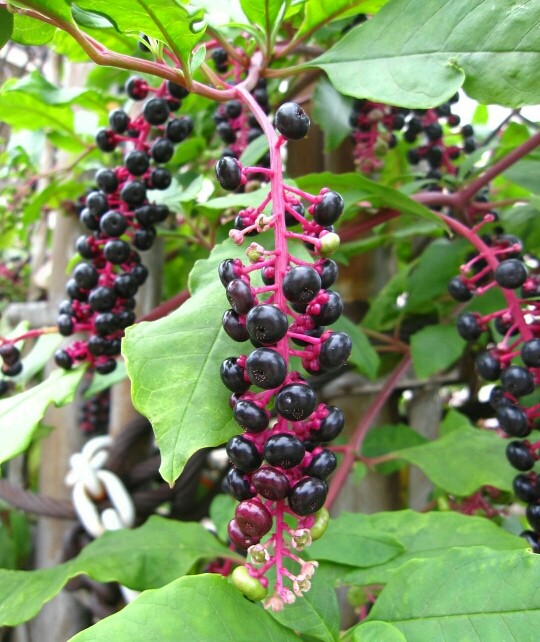 25 Pokeweed seeds ~ Organic ~ Naive plant ~ Phytolacca americana