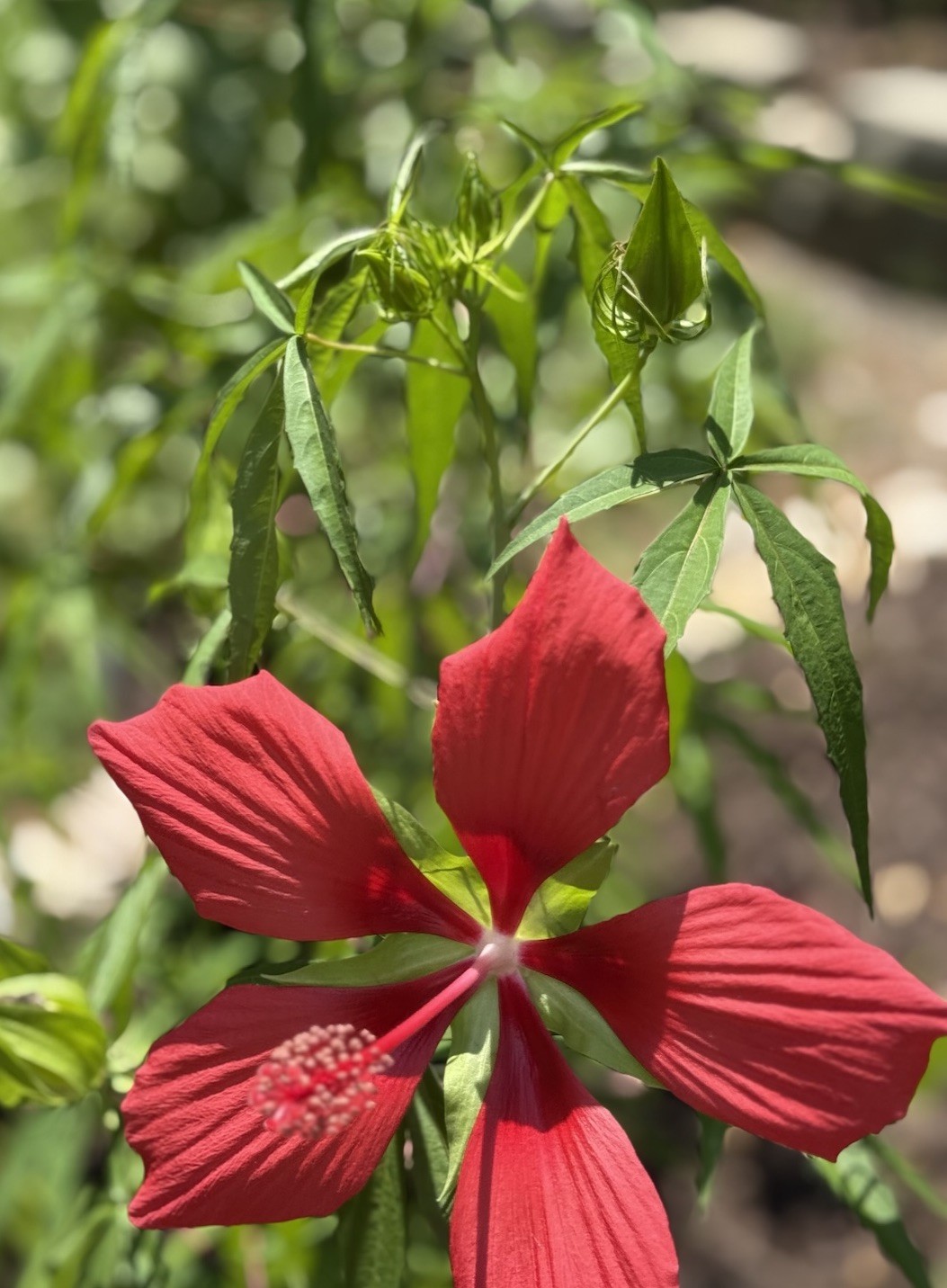 Texas Star Scarlet Red Rose Mallow Hardy Hibiscus Coccineus Native 15 SEEDS