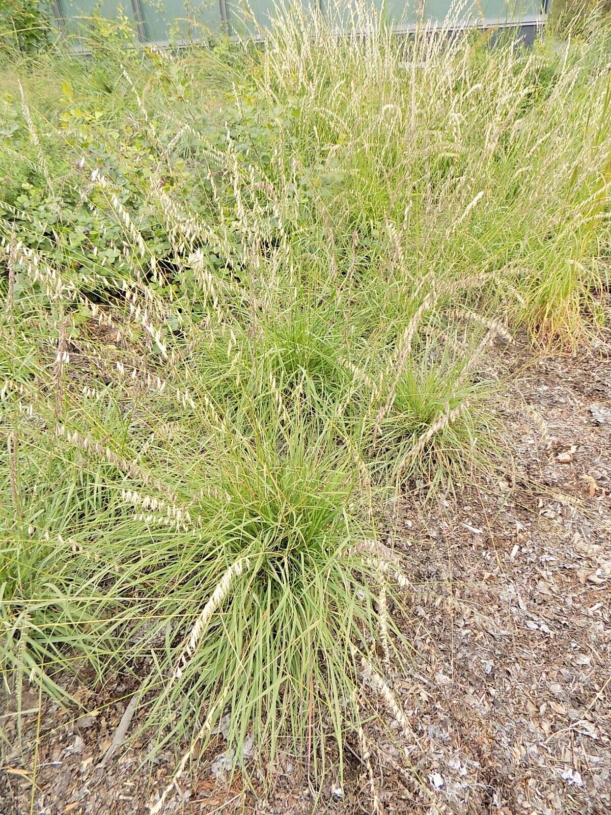 30 SIDEOATS GRAMA GRASS SEEDS – Bouteloua curtipendula