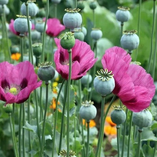 Imported Hungarian Poppy Garden Pack Over 10,000 Seeds 80+ Square Feet Coverage