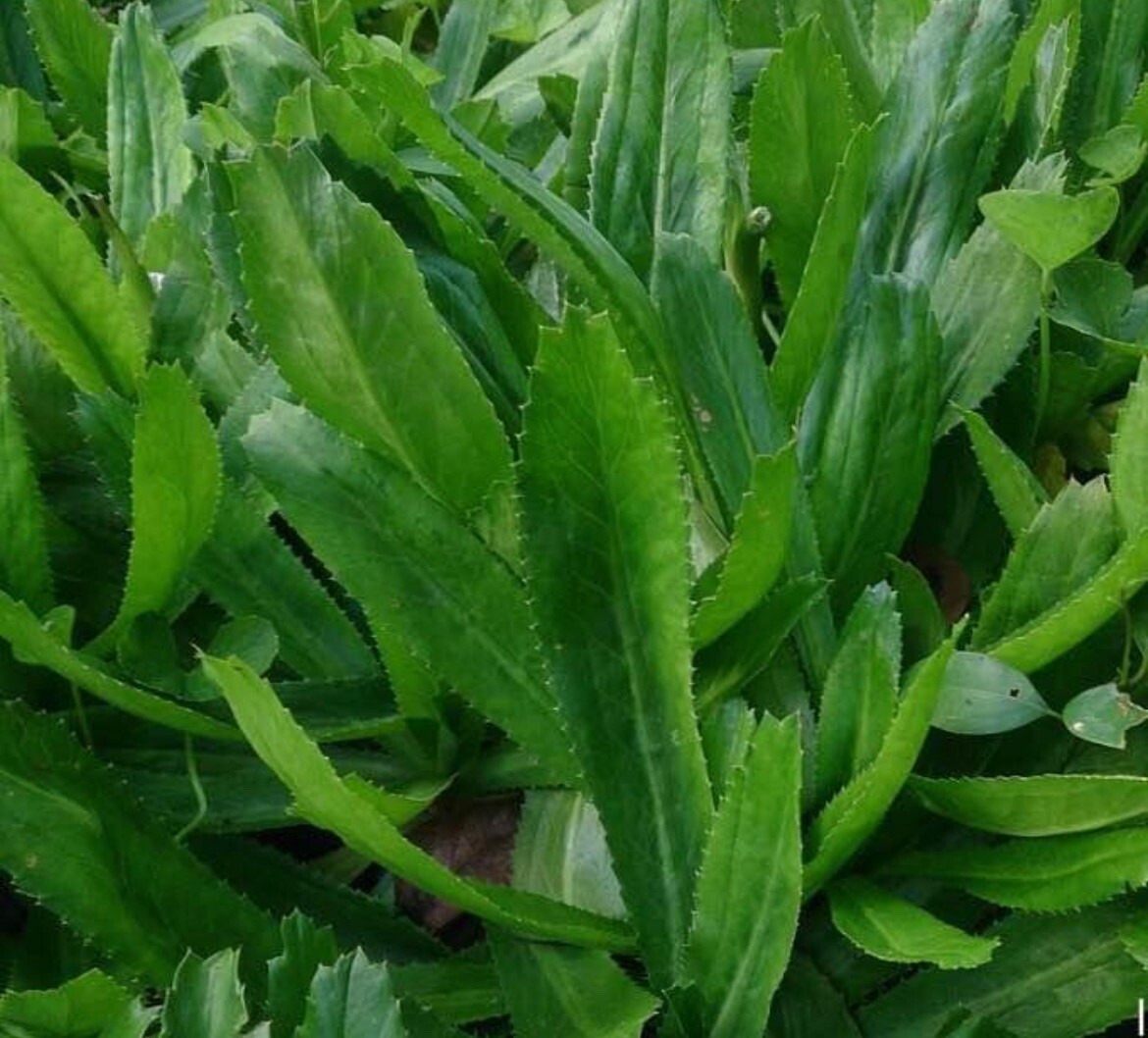 500+ SEEDS Culantro Seeds, Mexican Coriander CULANTRO RECAO Buy2get1free(add2)