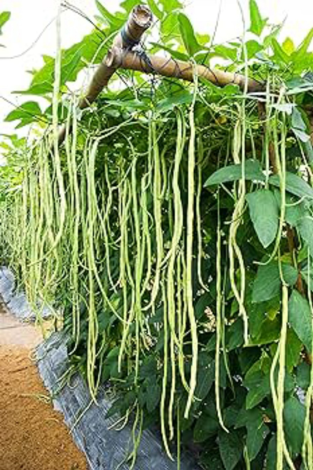 Akasanjaku Japanese Yardlong Bean Seeds (25) / Heat Tolerant / DELICIOUS / Rare