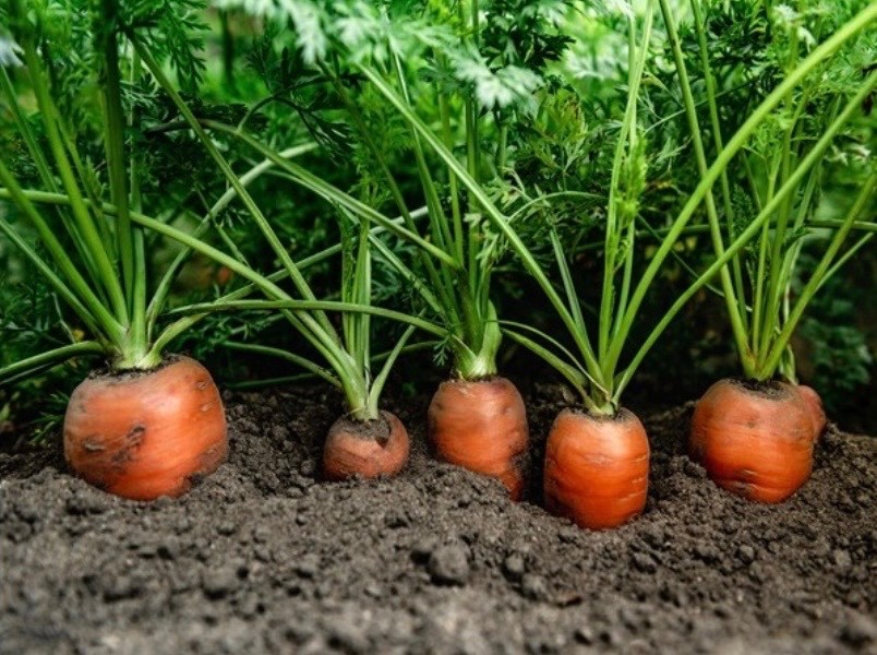 500 Fresh Carrot Seeds, Danvers-126 Organic, Heavy Soil/Clay-tolerant, 2026 🇺🇸