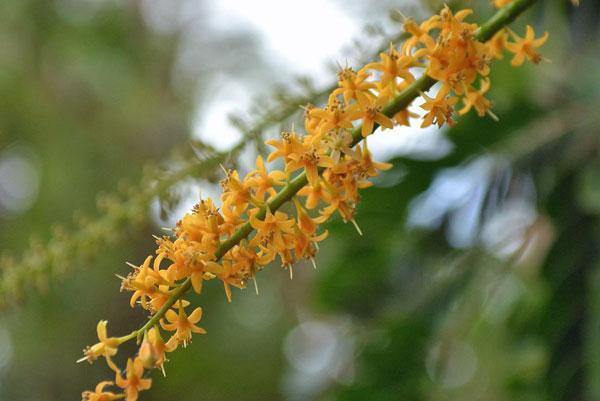 Adenanthera pavonina | Coral Wood | Red Sandalwood | Red Lucky Seed | 5 Seeds