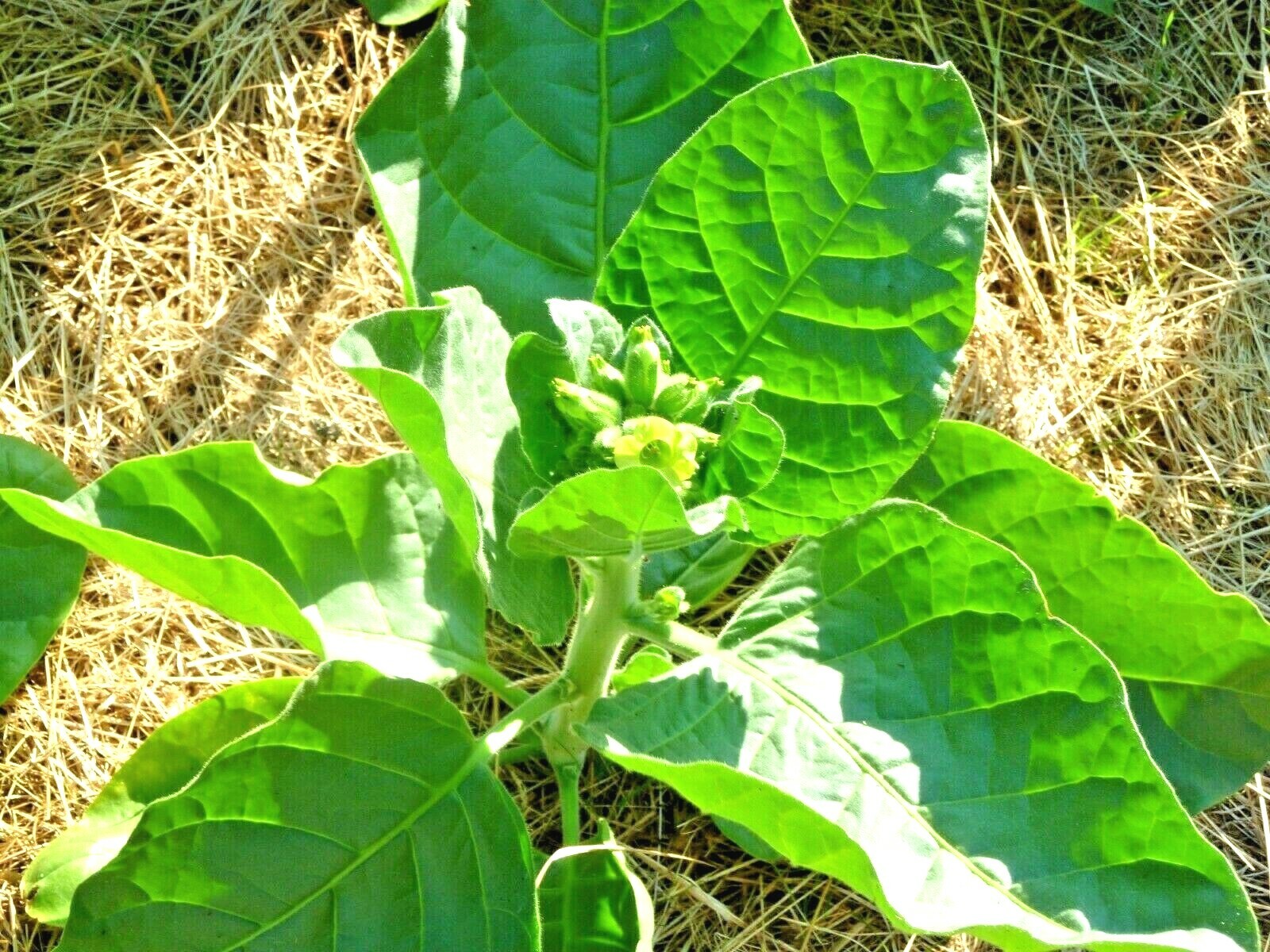 301+MIDEWIWAN Sacred TOBACCO Seeds Native Wildflower Herb Container Garden Easy