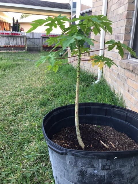 5 30″ Tall Papaya Plant