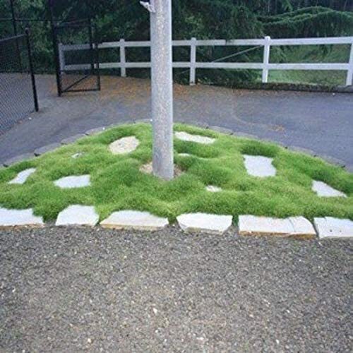 Irish Moss Seeds for Planting – Grow Stunning Ground Cover That Blooms Attractiv