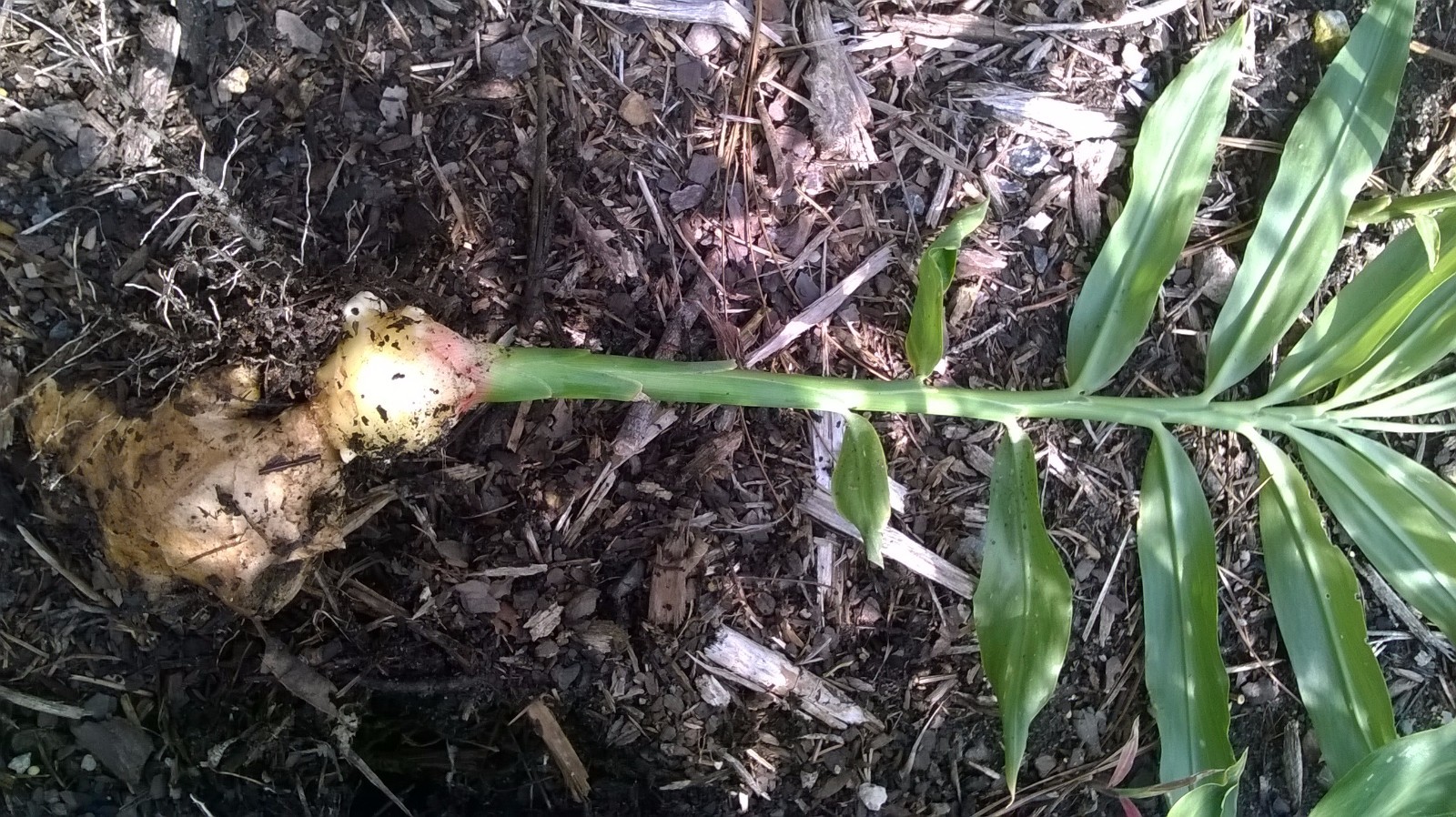 Ginger BABY plants with roots (NOW will ship PRIORITY 15+ 15 baby plants ), June
