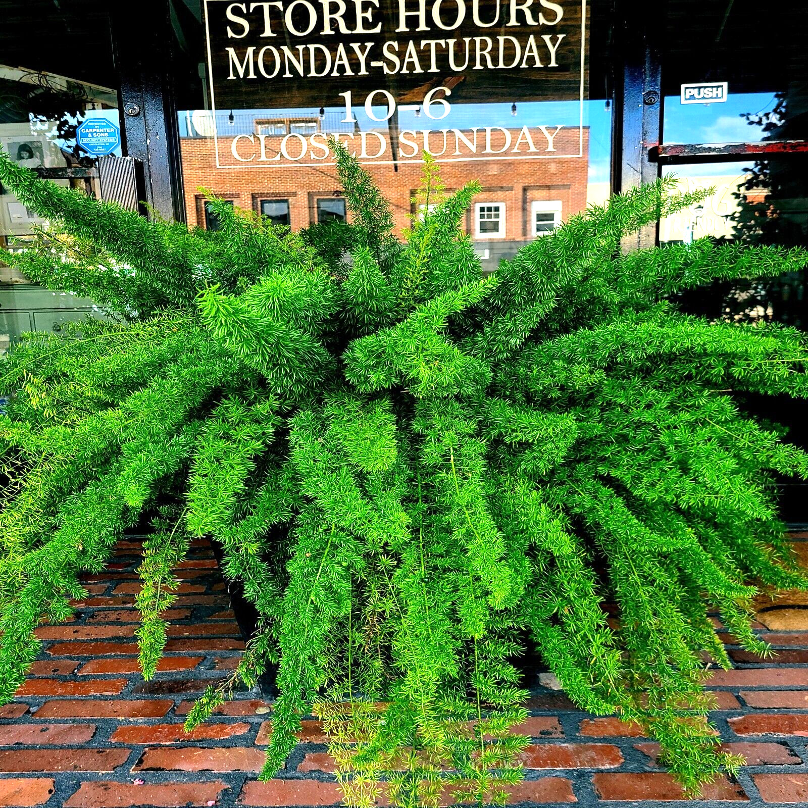 10 ASPARAGUS FOXTAIL FERN Seeds Myers Houseplant Tropical Flower Garden RARE!