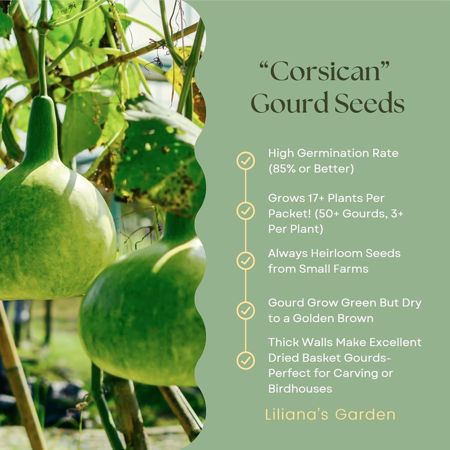 Corsican Gourd Seeds – Hard-Shelled Basket Type Gourds with Thick Walls | |