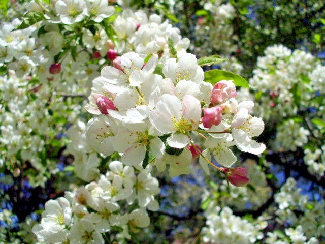15+ INDIAN MAGIC CRAB APPLE SEEDS – Malus ” indian magic “