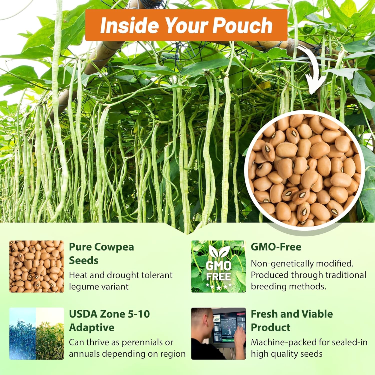 25 LBS Cowpeas For Cover Crops, Forage, & Silage