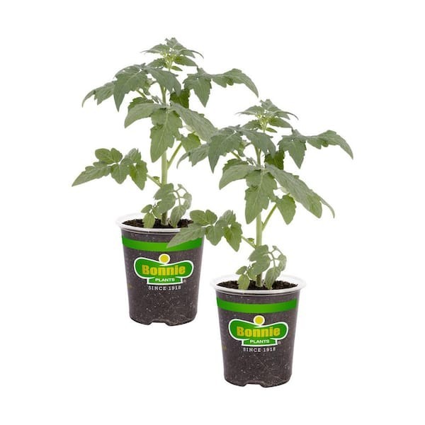 19.3 Park’S Whopper Improved Tomato Plant (2-Pack)