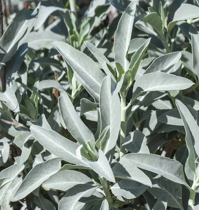 White Sage Seeds 30 Seeds FREE SHIPPING