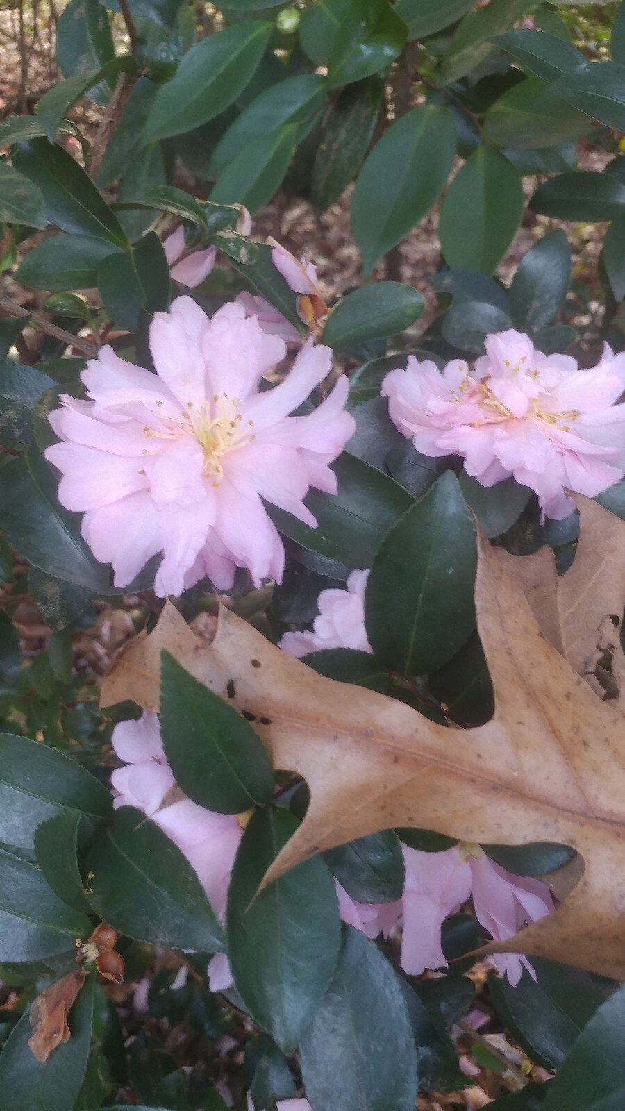 camellia starter seedlings: lot of 2