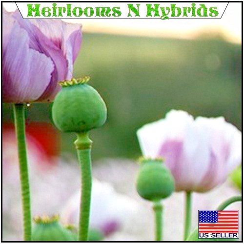 5,000 Untreated, Organic Tasmanian Poppy Seeds Papaever Somniferum For Planting