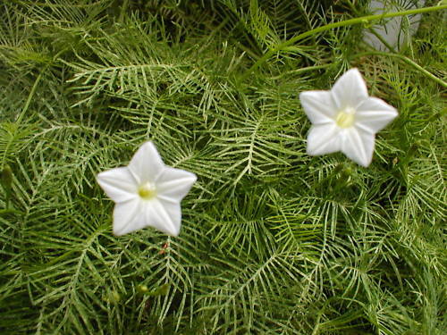 Ipomoea quamoclit Cypress Vine White 10 seeds