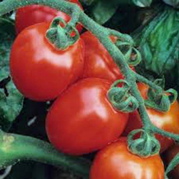 TOMATO SEED, TOMATO, ITALIAN ROMA, HEIRLOOM, 500 SEEDS, NON GMO