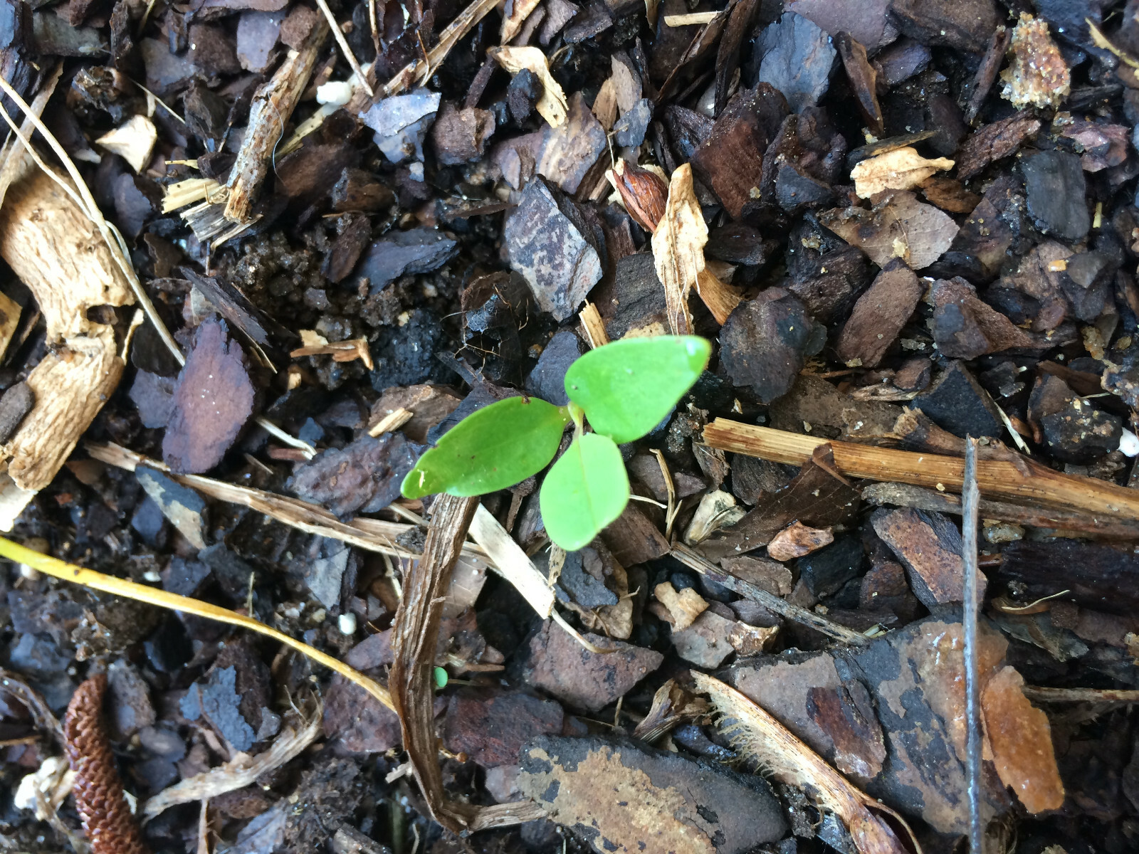 Tulip Poplar (Liriodendron Tulipifera) [APIARISTS,BEEKEEPING,NECTAR,NATIVE, 12+]