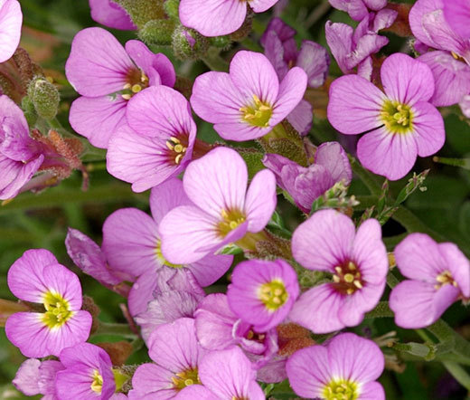 ARABIS WALL ROCK CRESS PINK Arabis Alpina Caucasica Rosea – 100 Bulk Seeds