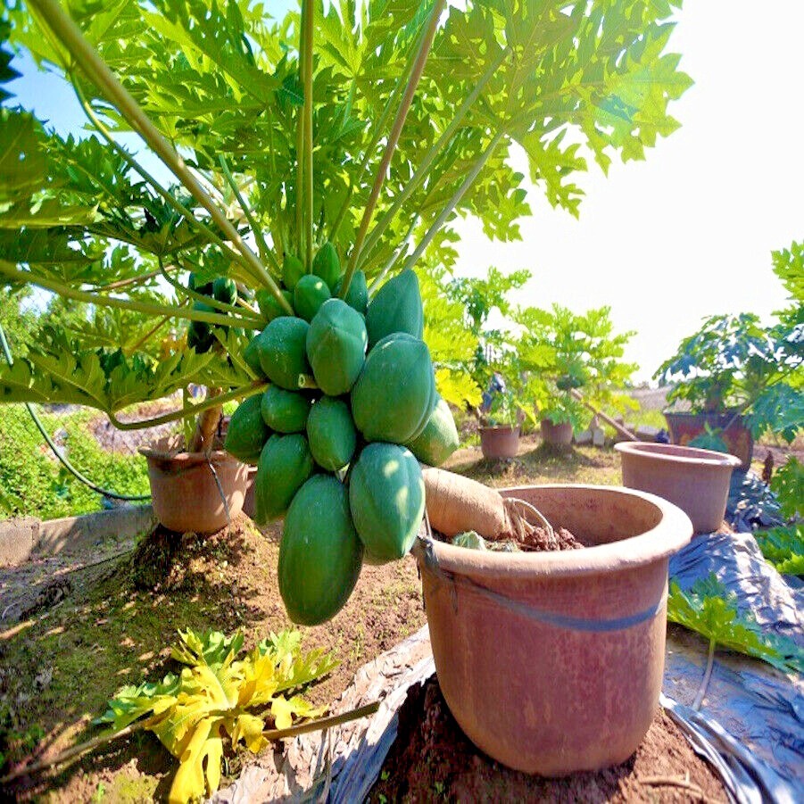 100 “DWARF SOLO WAIMANALO TREE SEEDS” (Carica Papaya) Fast Fruit Houseplant