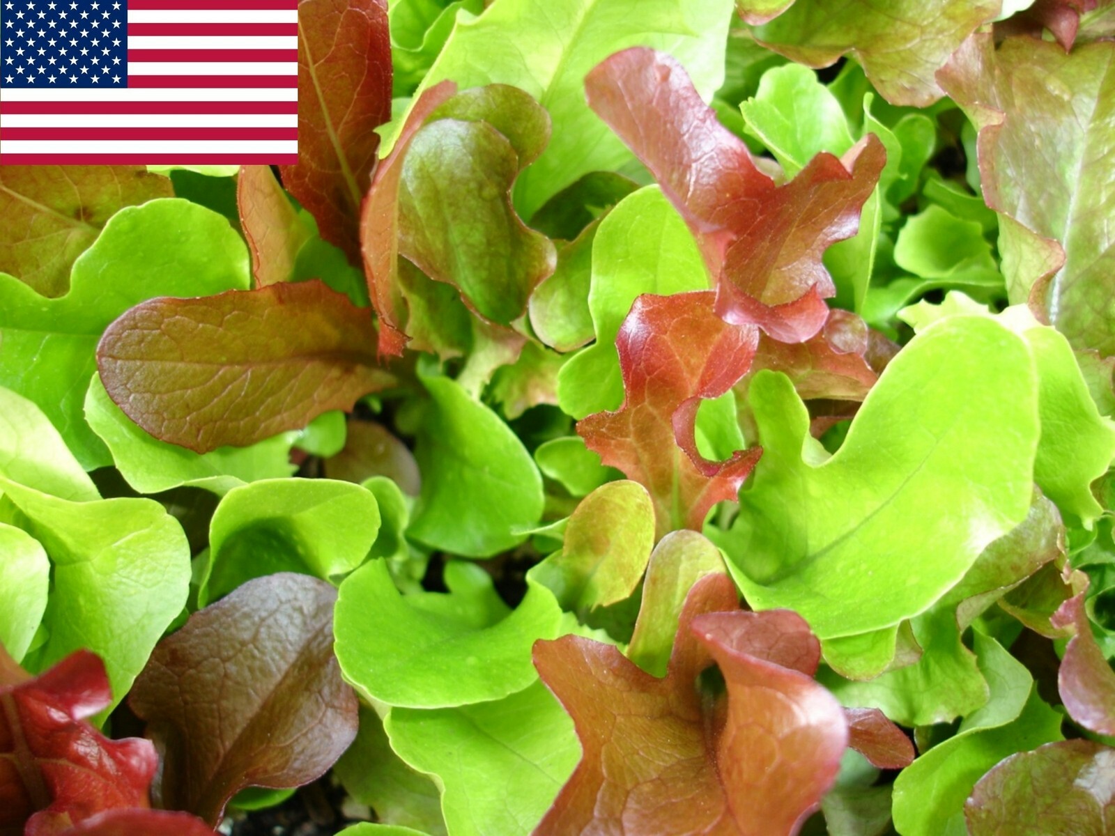 Mesclun Lettuce Seeds- 1,000+ 2021 Seeds There is no better salad mix!
