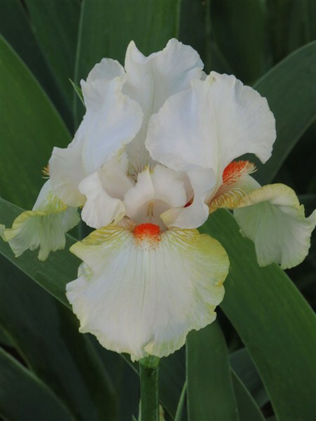 Red Roll Tide Bearded Iris Rhizome, Red Flowering Perennial Iris Root