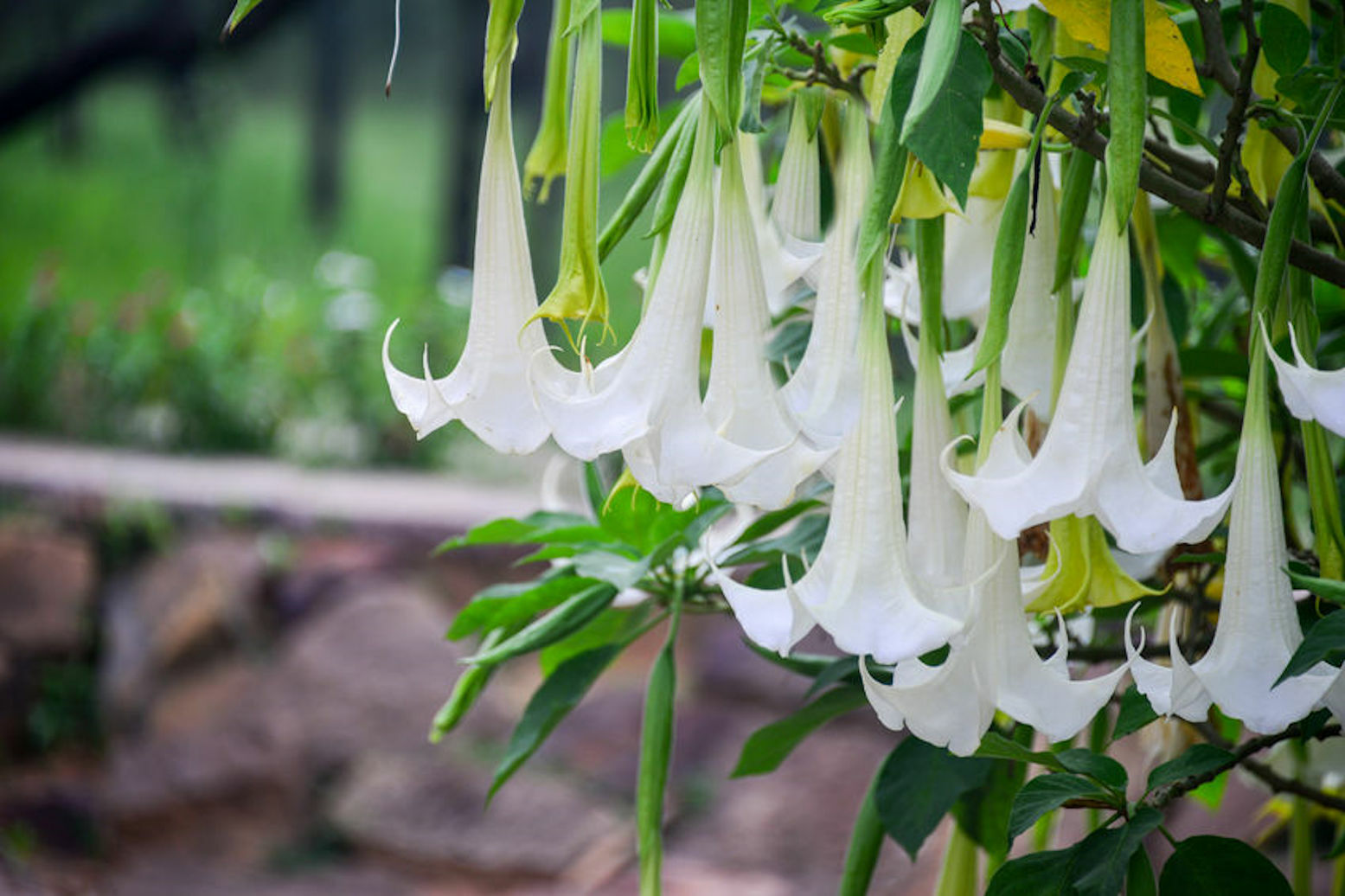 Tropical Seeds -Snow White Angels Trumpet – 10 Rare Seeds- Brugmansia