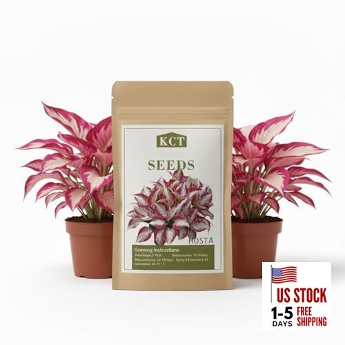 100+ Hosta Seeds for Planting Outdoors, Rare Perennial Flower White and Red