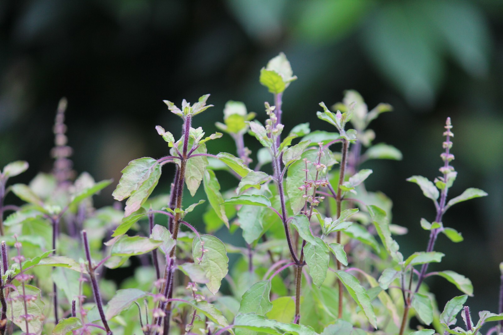 1000 Green Sacred Basil – Ocimum tenuiflorum Seeds – Medicinal and Culinary Herb